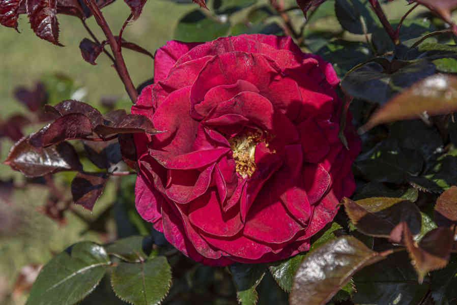 Rosa roja - parque de Cervantes - Barcelona - Catalunya 3.jpg